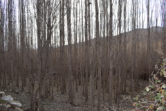 عکس‌های جنگل