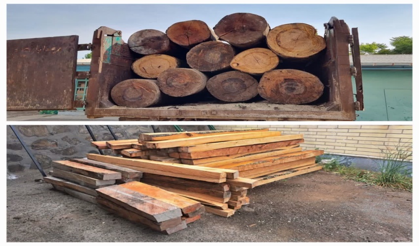 کشف و ضبط22  اصله گرده بینه و89 اصله قنداق قاچاق  جنگلی در  استان اردبیل/سه نفر متخلف دستگیر شد